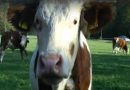 Rottach Egern Wanderung an Kühen vorbei Kuhherde Wiese Video Adel Blog