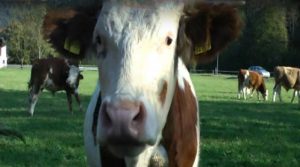 Rottach Egern Wanderung an Kühen vorbei Kuhherde Wiese Video Adel Blog