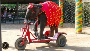 keine Tiershows besuchen Ein Elefant fährt Fahrrad